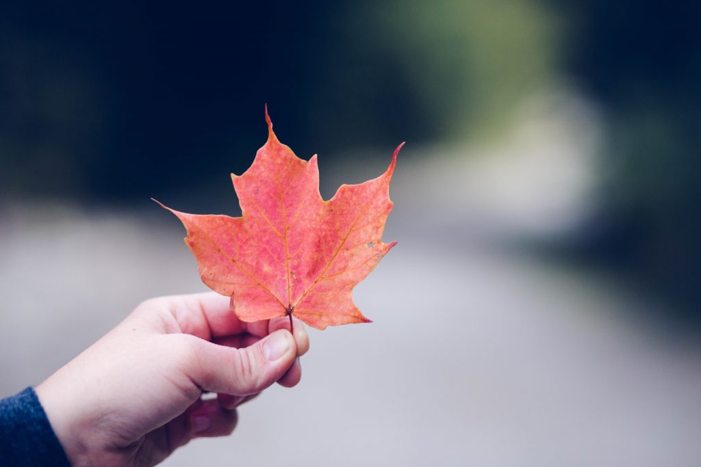 An autumn leaf. Donnie Rosie on Unsplash